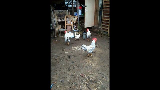 Кремовый (хохлатый) Легбар, видео обзор породы./Cream (crested) Legbar, Video Review Of The Breed.