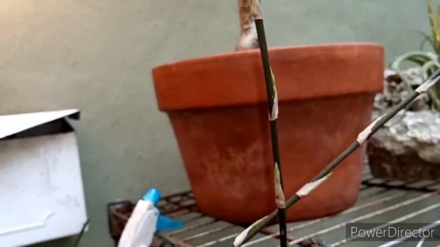 Dendrobium loddigesii blooms opened, & garden stuff. смотреть онлайн