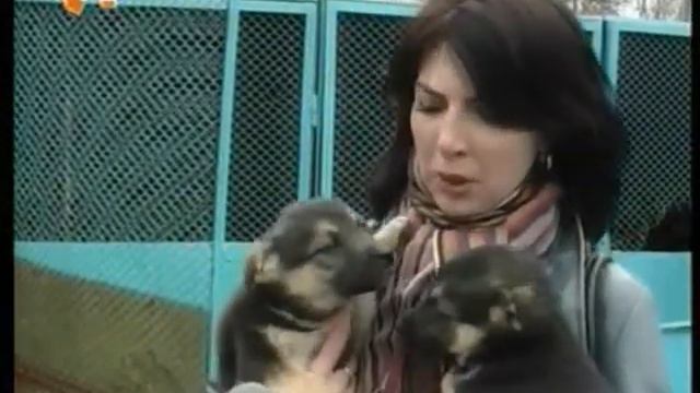 11. Бездомные собаки Полтава 2011 Аксёнов Головань.mp4 смотреть онлайн
