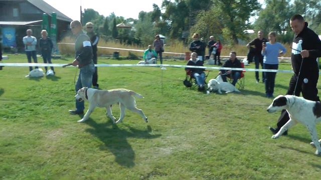 СРЕДНЕАЗИАТСКАЯ ОВЧАРКА * НАДЕЖДА КЛУБА смотреть онлайн