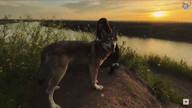 Волк не отошел от женщины, доктор пригляделся и вызвал полицию! смотреть онлайн