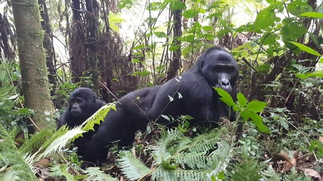 A young male (Blackback) Mountain Gorilla walking over my foot смотреть онлайн