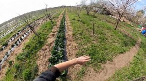 Клубника гербицид против сорняков ?