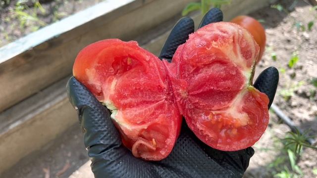 Очень вкусные томаты - новинки этого года. смотреть онлайн