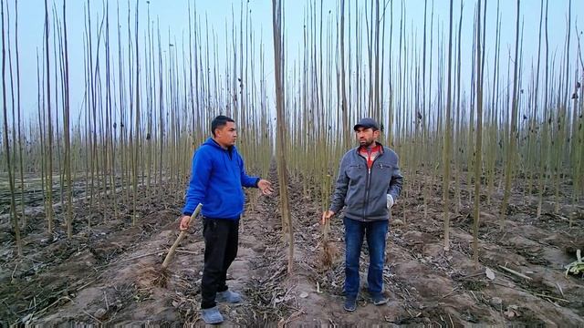 Павловния чудо дерево оптом цена в Узбекистана ( Павлония дерево  )