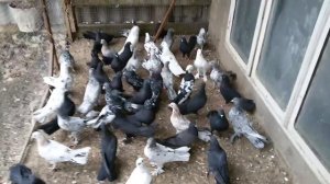 Бойные бойные бакинские голуби . 89187389403