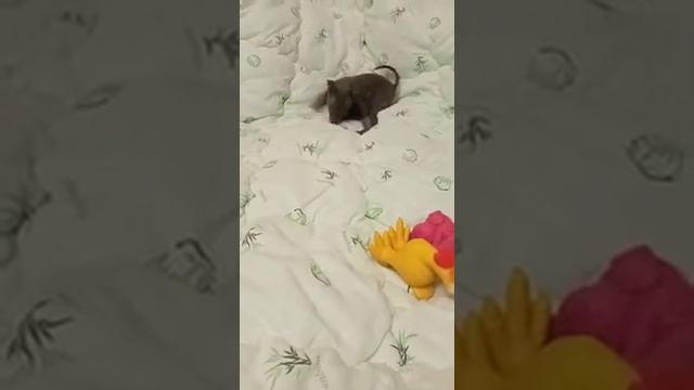 той терьер щенки продажа купить мини щенок питомник москва смотреть онлайн