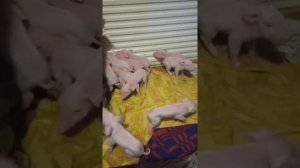 Кормление суточных поросят без свиноматки.