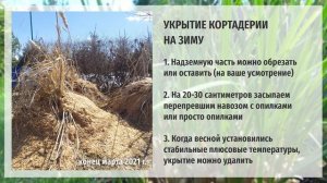 Пампасная трава (Кортадерия) в Подмосковье: правила выращивания