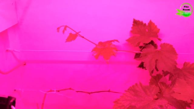 Виноград Атос под fito led 100w в growbox. №6 смотреть онлайн