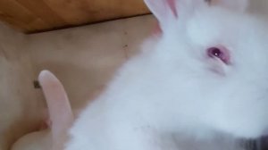 У кролика гноятся глаза чем лечить.