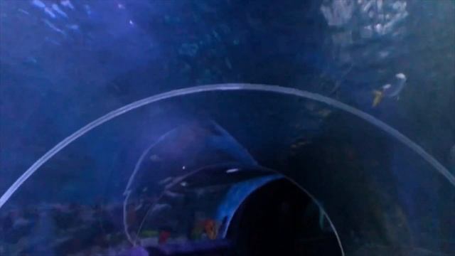 Sea Life Aquarium Istanbul смотреть онлайн