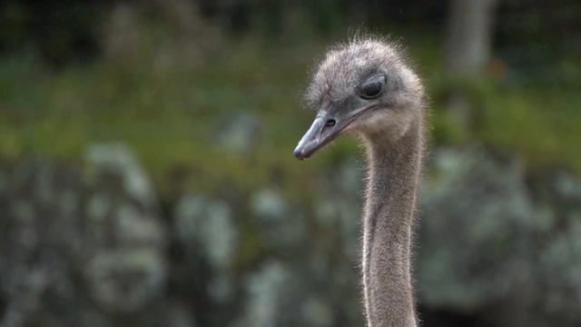 Tamron 70-300mm + Sony a6600 | Handheld video test смотреть онлайн