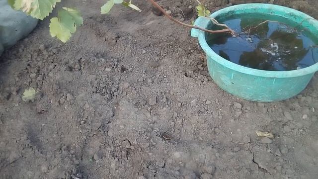 ВИНОГРАД.КАК ПРАВИЛЬНО ПОСАДИТЬ ОСЕНЬЮ САЖЕНЦЫ ВИНОГРАДА У НАС В ТУЛЕ! смотреть онлайн