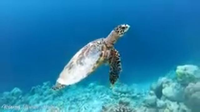 Музыка для сна и расслабления ? Идеальная мелодия для медитации và снятия стресса смотреть онлайн