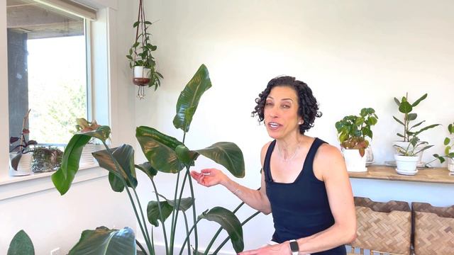 Bird of Paradise aka Strelitzia nicolai :: all you need to know to grow & propagate смотреть онлайн