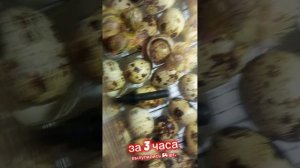 Инкубатор Матрица Дели. Обзор, таблица инкубации перепелят, моё мнение о работе инкубатора