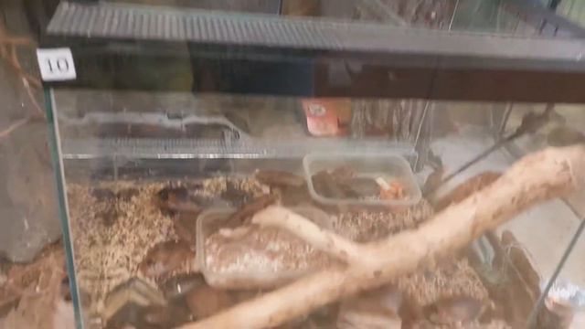 Ковчег Ярославский зоопарк Часть 2 смотреть онлайн