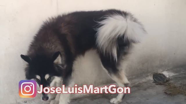 como entrenar UN PERRO a IR AL BAÑO donde quieras - MartGon смотреть онлайн