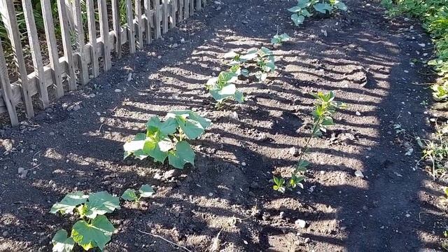 Дом, где живут родители///Наш огород///Летняя кухня смотреть онлайн