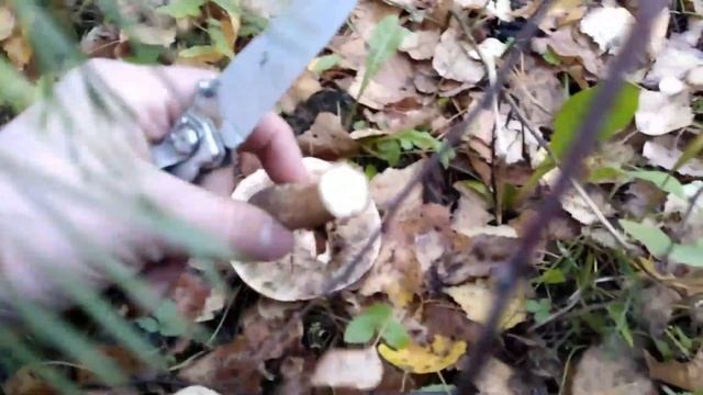 Говорят грибы отошли. Я не могу в это поверить и еду проверять! 20 сентября 2019 г. смотреть онлайн