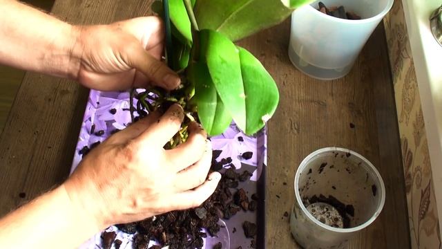 ОРХИДЕЯ СГНИЕТ если это не убрать, пересадка уцененной орхидеи Фронтеры за 199 руб смотреть онлайн