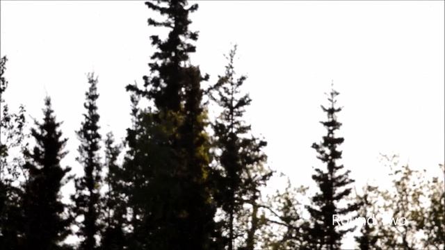 Mosquitoes in Alaska. смотреть онлайн