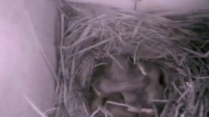 Веб-камера в скворечнике. Видео от 21 мая.