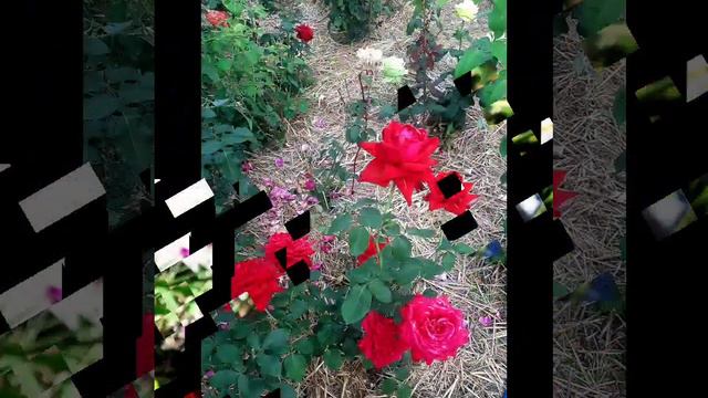 Прекрасные цветы , музыка и природа.mp4 смотреть онлайн