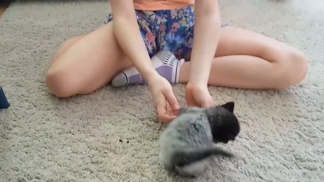 Most Beautiful Kitten.Самый Kрасивый Kотёнок смотреть онлайн