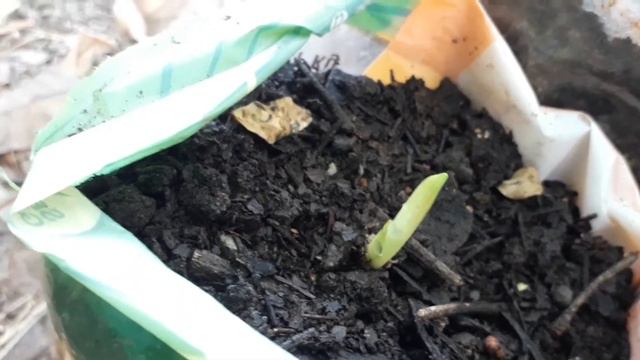 HOW TO GROW FREESIA FROM BULBS WITH COMPLETE UPDATES смотреть онлайн