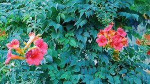 КАМПСИС - декоративная лиана в саду. Виды и сорта Кампсиса. Стоит сажать или нет? Часть 1