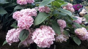 КРУПНОЛИСТНЫЕ ГОРТЕНЗИИ В ГОРШКЕ ??ЗИМОВКА,ПОДКОРМКА