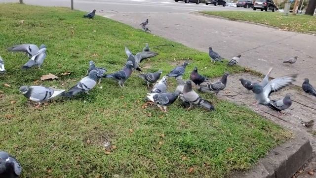 2021 год, 9 октября. Городские голуби.