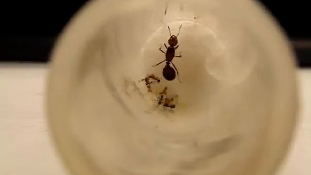 Queen fire ants tending eggs and babies смотреть онлайн