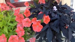 Ипомея батат неприхотливая красавица, простая в уходе  Рекомендую посадить!