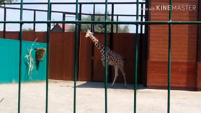 Зоопарк Сафари🐒🐅🐫🐴🐻 смотреть онлайн