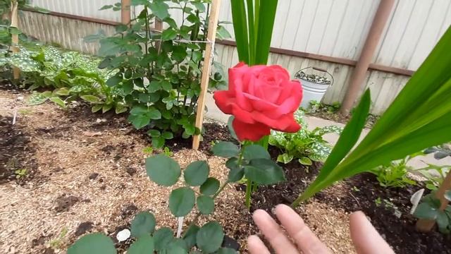 Роза ч.г.Дам де Кер. смотреть онлайн