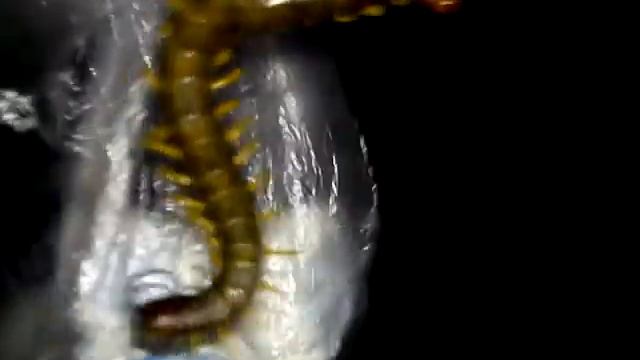 Дикая Природа в Зоне Отчуждения