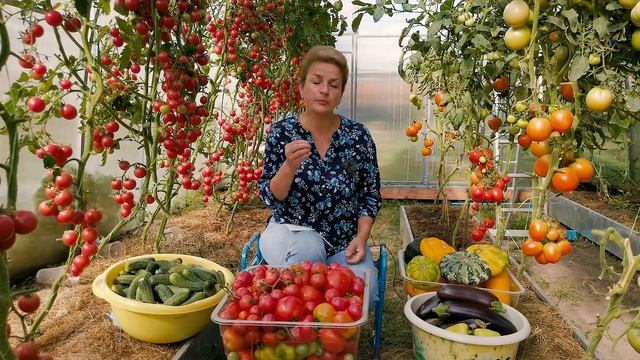 Урожай тазами и ведрами смотреть онлайн