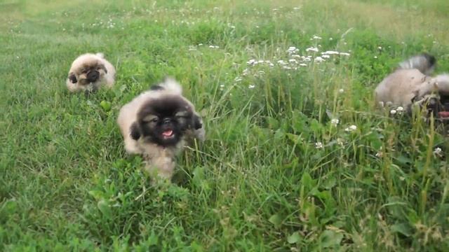 Щеночки Королевских Пекинесов смотреть онлайн