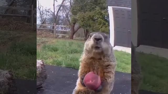 Как смешно суслик ест смотреть онлайн