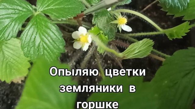 Самостоятельное опыление земляники в горшке и ЯГОДЫ! смотреть онлайн