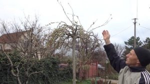 Верба плакучая. Весенняя обрезка после цветения, в форме зонтика  - 3-х  летка.