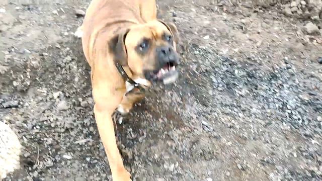 Собака боксер✅ крупным планом❗❗❗ Dog boxer✅ close-up❗❗❗ смотреть онлайн
