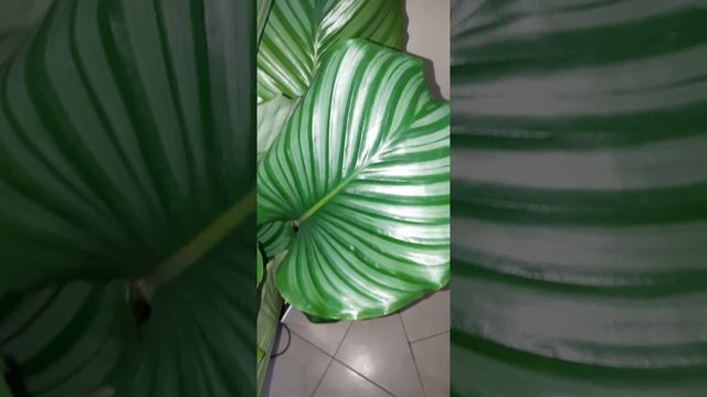 Calathea Orbifolia смотреть онлайн