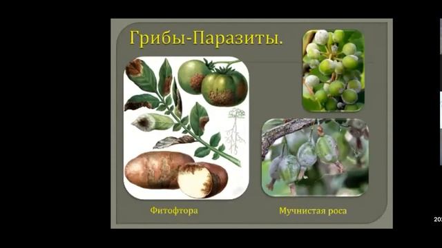 Грибы паразиты БаштанникН Е пояснение смотреть онлайн