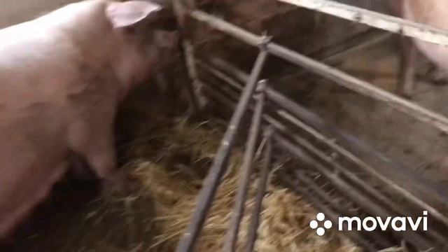 Продал поросят/Милка готовится к Опоросу/// смотреть онлайн