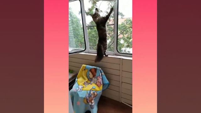 Мейнкун красотка смотреть онлайн