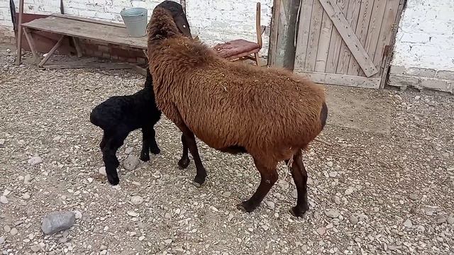 гиссарская матка окотилась кочкариком январь 2023 года смотреть онлайн